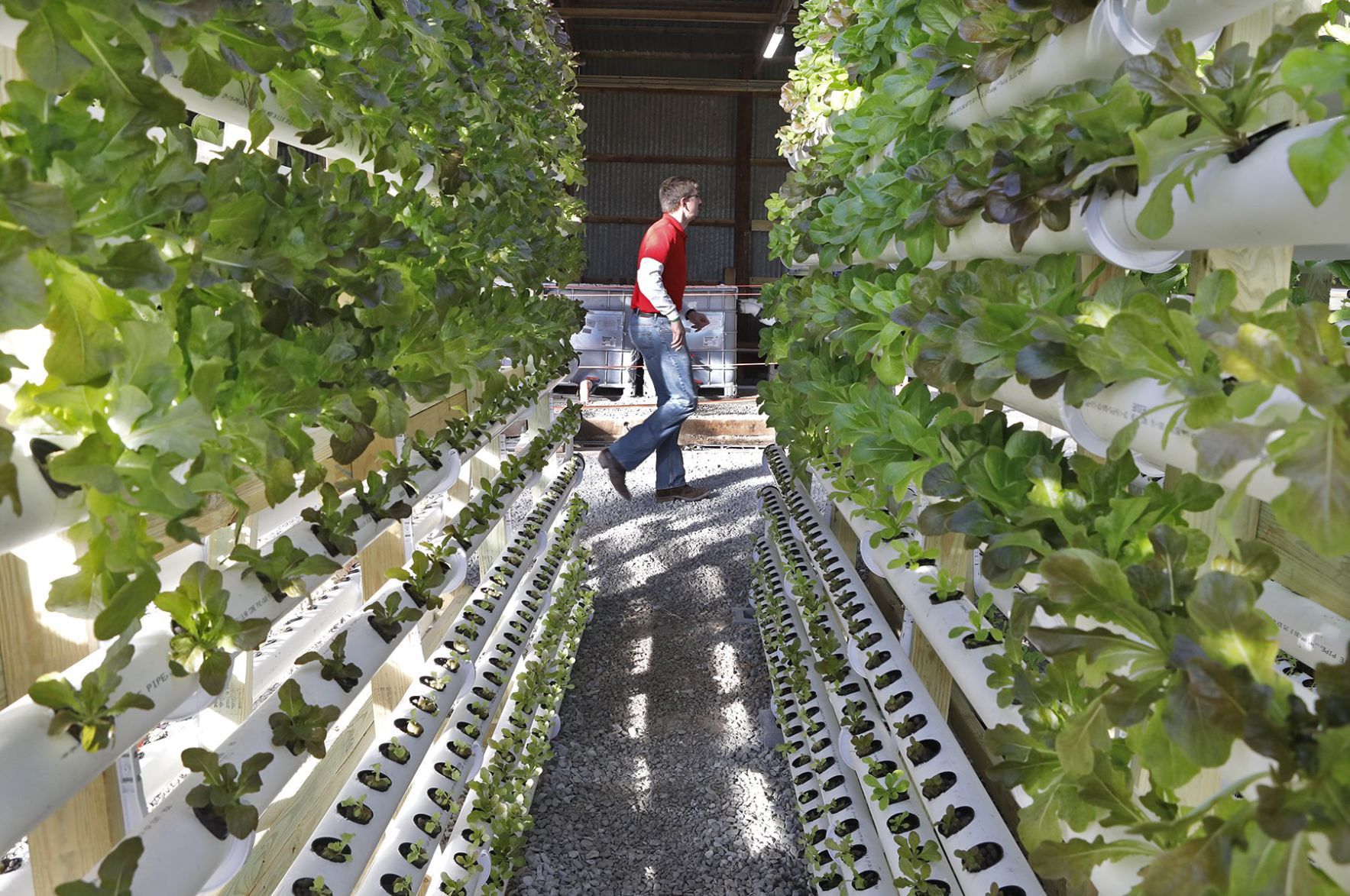 The Mueth brothers give vertical farming a try